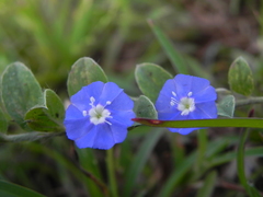 Evolvulus alsinoides