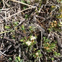 Pimelea oreophila lepta