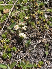 Pimelea oreophila lepta