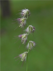 Melanocenchris jacquemontii
