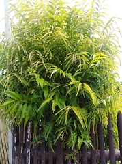 Azadirachta indica siamensis