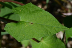 Ipomoea indivisa