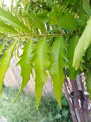 Azadirachta indica siamensis