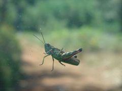 Chorthippus binotatus