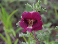 Sesamum prostratum