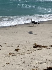 Larus fuscus