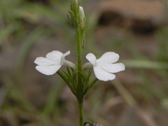 Striga densiflora