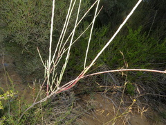 Phymaspermum aphyllum