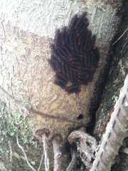 Heraclides anchisiades