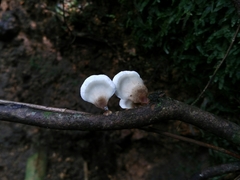Fungi
