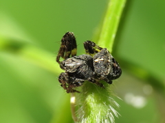 Gibbaranea bituberculata