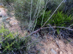 Phymaspermum aphyllum