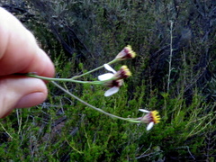 Phymaspermum aphyllum