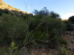 Phymaspermum aphyllum