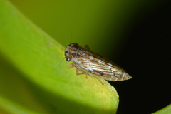 Agallia consobrina