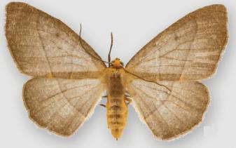 Neotherina imperilla