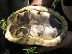 Cuora amboinensis kamaroma