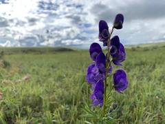 Aconitum turczaninowii