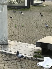 Columba livia domestica