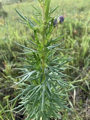 Aconitum turczaninowii