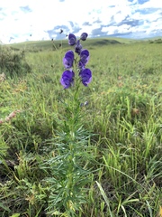 Aconitum turczaninowii