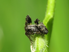 Gibbaranea bituberculata