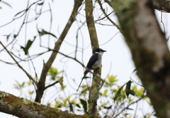 Pericrocotus tegimae