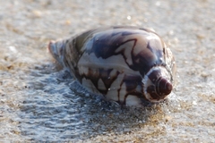 Cymbiola nobilis