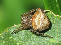 Gibbaranea bituberculata