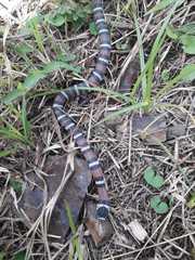 Lampropeltis micropholis