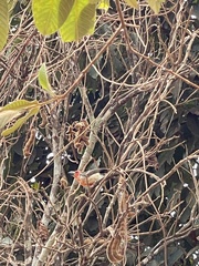 Lybius vieilloti