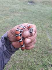 Lampropeltis micropholis
