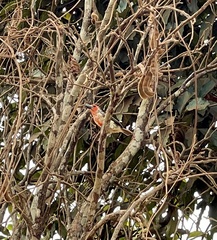 Lybius vieilloti