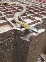 Erythrolamprus melanotus
