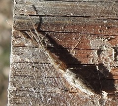 Tetragnatha versicolor