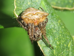 Gibbaranea bituberculata
