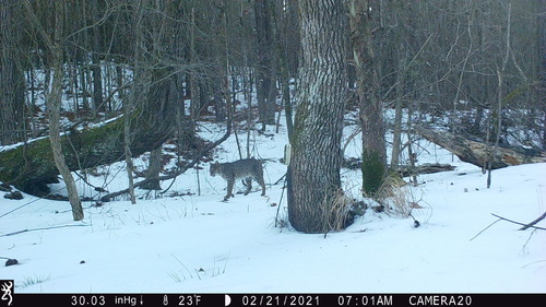 Bobcat photographed in Mississippi