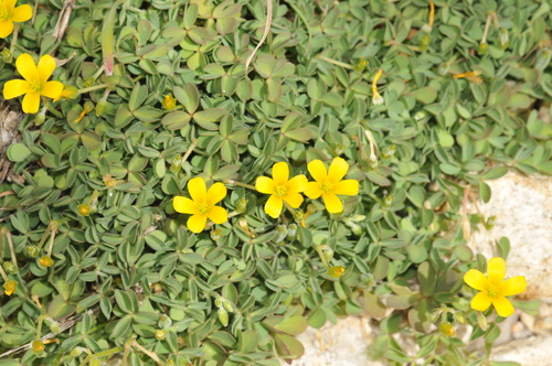 hairy woodsorrel (Oxalis albicans)