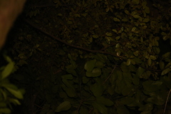 Correlophus sarasinorum