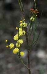 Acacia extensa