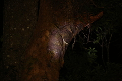 Correlophus sarasinorum