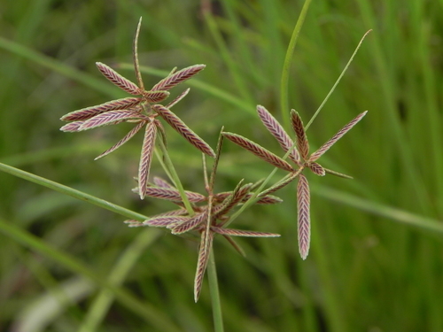 Image of Cyperus flavidus by no rights reserved