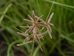 Cyperus flavidus
