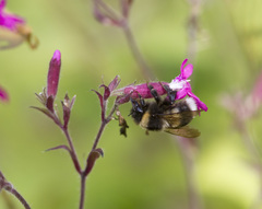 Bombus sporadicus
