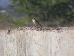 Saxicola maurus