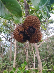 Annona crassiflora