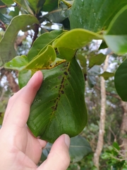 Annona crassiflora