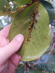 Annona crassiflora