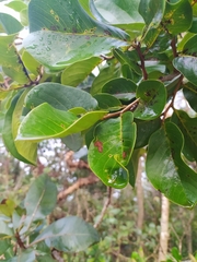 Annona crassiflora