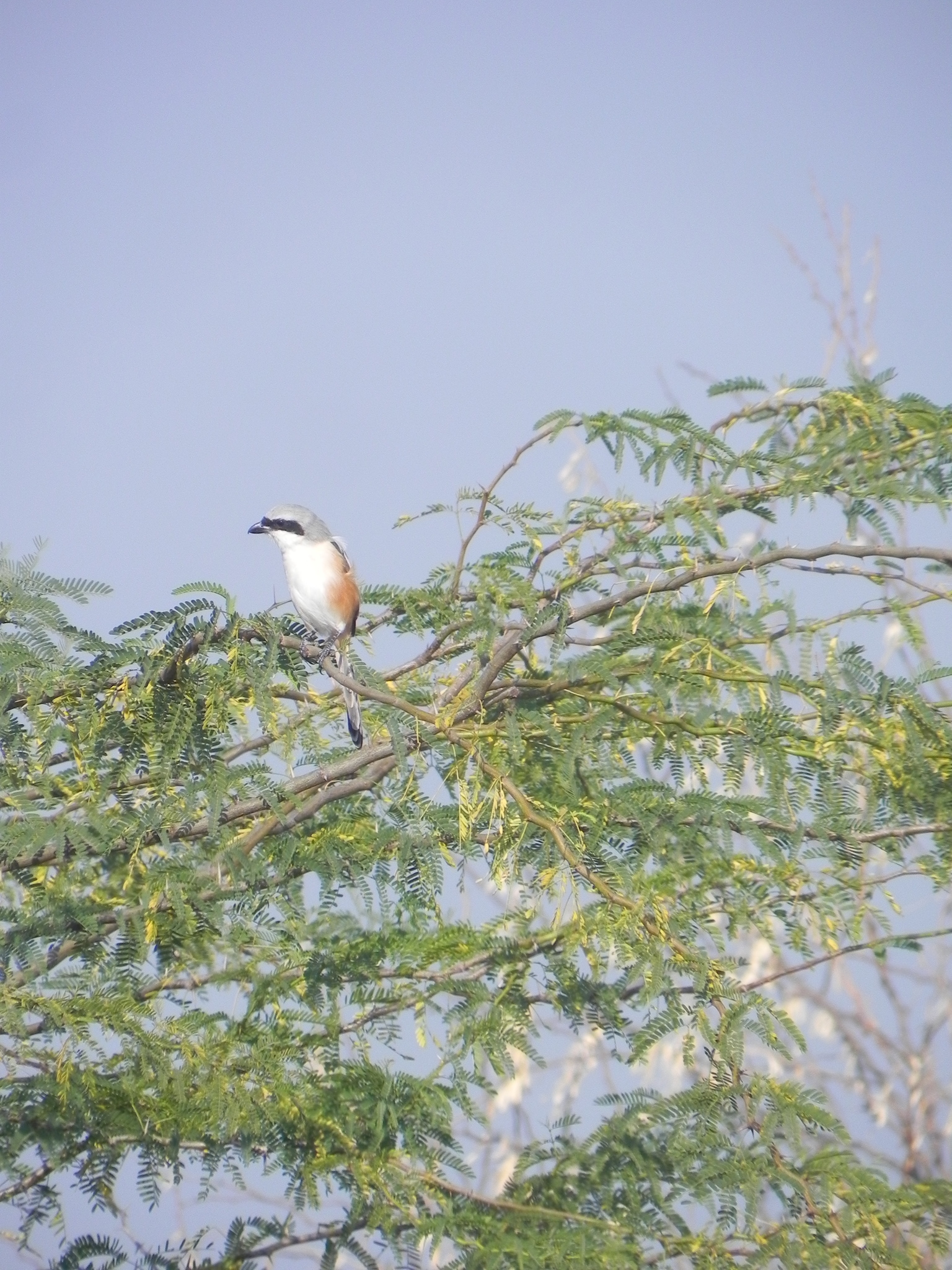 Bay-backed Shrike
